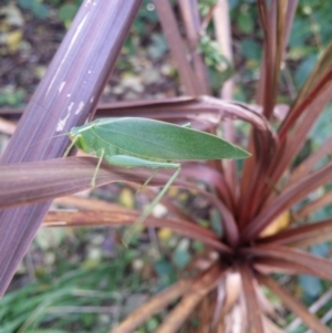 Caedicia simplex at Monash, ACT - 13 Jun 2015