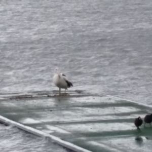 Pelecanus conspicillatus at Greenway, ACT - 2 Jul 2015 12:56 PM