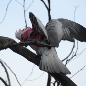 Eolophus roseicapilla at Majura, ACT - 15 Jun 2017 12:00 AM