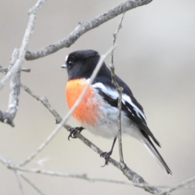 Petroica boodang (Scarlet Robin) at Majura, ACT - 15 Jun 2017 by Qwerty