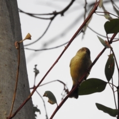 Acanthiza reguloides (Buff-rumped Thornbill) at Mount Ainslie - 14 Jun 2017 by Qwerty