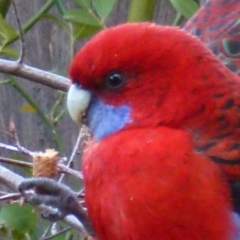 Platycercus elegans (Crimson Rosella) at Calwell, ACT - 20 Jun 2013 by ozza