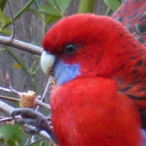 Platycercus elegans at Calwell, ACT - 20 Jun 2013