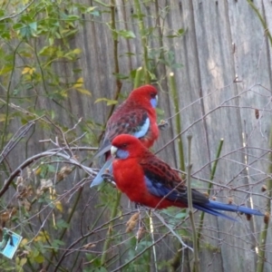 Platycercus elegans at Calwell, ACT - 20 Jun 2013 10:33 AM