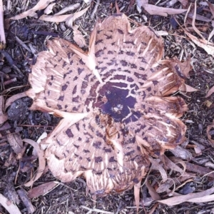 Chlorophyllum sp. at Hughes, ACT - 16 Jun 2017 12:00 AM