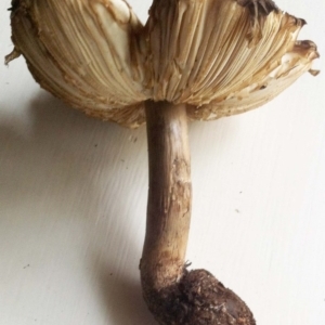 Chlorophyllum sp. at Hughes, ACT - 16 Jun 2017 12:00 AM