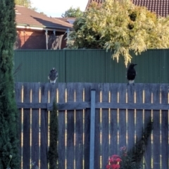 Strepera graculina (Pied Currawong) at Monash, ACT - 22 Dec 2016 by ozza