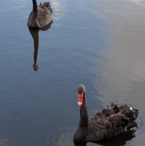 Cygnus atratus at Monash, ACT - 25 Dec 2016