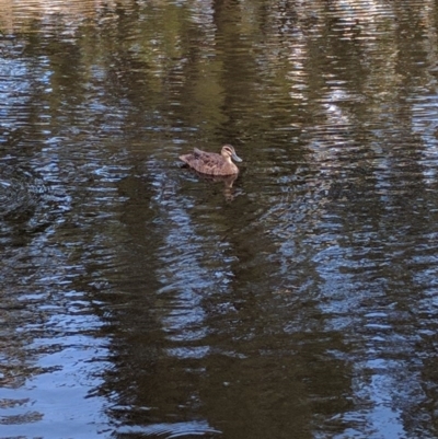 Anas superciliosa (Pacific Black Duck) at Tuggeranong Creek to Monash Grassland - 25 Dec 2016 by ozza