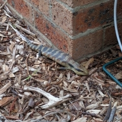 Tiliqua scincoides scincoides (Eastern Blue-tongue) at Monash, ACT - 29 Dec 2016 by ozza