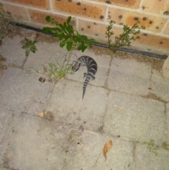 Tiliqua scincoides scincoides (Eastern Blue-tongue) at Monash, ACT - 30 Jan 2017 by ozza