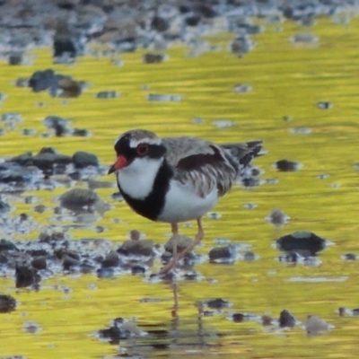 Charadrius melanops (Black-fronted Dotterel) at Point Hut to Tharwa - 29 Jan 2017 by MichaelBedingfield