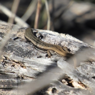 Morethia boulengeri (Boulenger's Skink) at Belconnen, ACT - 3 Jun 2017 by KShort