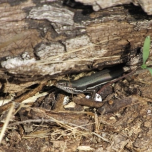 Morethia boulengeri at Belconnen, ACT - 3 Jun 2017 01:12 PM