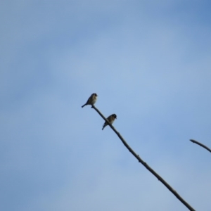 Carduelis carduelis at Molonglo River Reserve - 3 Jun 2017 01:35 PM