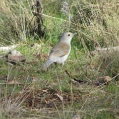 Colluricincla harmonica (Grey Shrikethrush) at Woodstock Nature Reserve - 3 Jun 2017 by KShort