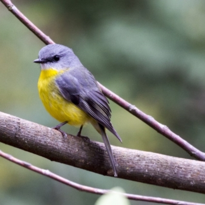 Eopsaltria australis (Eastern Yellow Robin) at Acton, ACT - 16 Jun 2017 by AlisonMilton