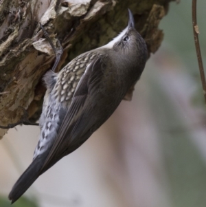 Cormobates leucophaea at Acton, ACT - 16 Jun 2017