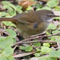 Sericornis frontalis (White-browed Scrubwren) at Acton, ACT - 16 Jun 2017 by Alison Milton