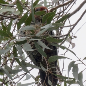 Callocephalon fimbriatum at Acton, ACT - 16 Jun 2017