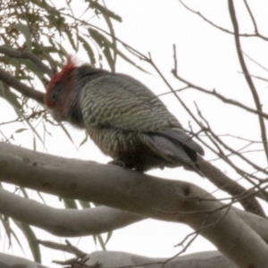 Callocephalon fimbriatum at Acton, ACT - 16 Jun 2017