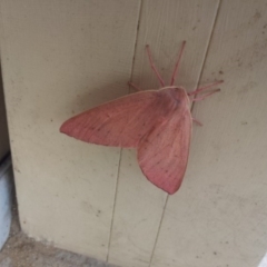 Arhodia lasiocamparia (Pink Arhodia) at Karabar, NSW - 24 Dec 2016 by Alison Milton