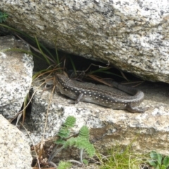 Liopholis guthega (Snowy Mountains Skink) at Kosciuszko National Park, NSW - 10 Feb 2013 by KShort