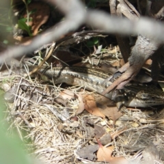 Liopholis guthega (Snowy Mountains Skink) at Charlotte Pass - Kosciuszko NP - 10 Feb 2013 by KShort