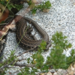 Liopholis guthega (Snowy Mountains Skink) at Charlotte Pass - Kosciuszko NP - 10 Feb 2013 by KShort