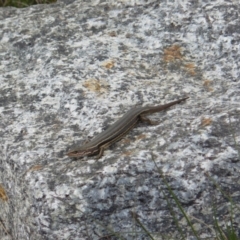 Pseudemoia entrecasteauxii (Woodland Tussock-skink) at Kosciuszko National Park - 10 Feb 2013 by KShort