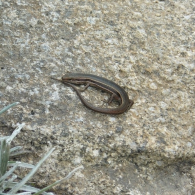 Pseudemoia entrecasteauxii (Woodland Tussock-skink) at Kosciuszko National Park - 10 Feb 2013 by KShort