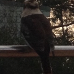 Dacelo novaeguineae (Laughing Kookaburra) at Wallaga Lake, NSW - 15 Jun 2017 by Gracie