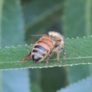 Apis mellifera at Paddys River, ACT - 29 Jan 2017