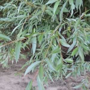 Salix nigra at Paddys River, ACT - 29 Jan 2017