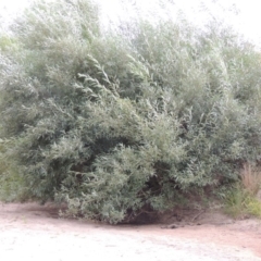 Salix nigra at Paddys River, ACT - 29 Jan 2017