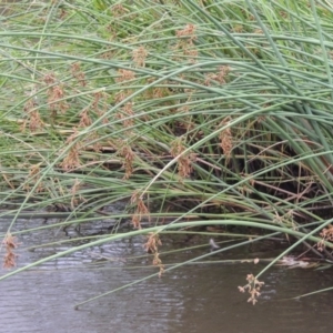 Schoenoplectus tabernaemontani at Paddys River, ACT - 30 Jan 2017 07:31 PM