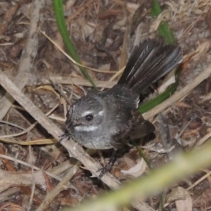 Rhipidura albiscapa at Paddys River, ACT - 30 Jan 2017