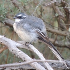 Rhipidura albiscapa at Tennent, ACT - 2 Mar 2014 07:05 PM