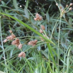 Bolboschoenus medianus (A Sedge) at Paddys River, ACT - 29 Jan 2017 by michaelb