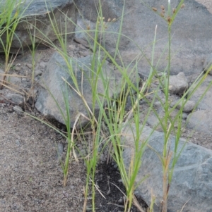 Bolboschoenus medianus at Paddys River, ACT - 29 Jan 2017