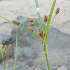 Bolboschoenus medianus at Paddys River, ACT - 29 Jan 2017