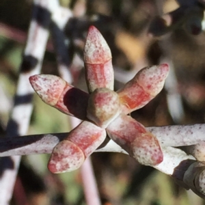 Eucalyptus nortonii at Googong, NSW - 18 Jun 2017