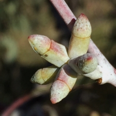 Eucalyptus nortonii at Googong, NSW - 18 Jun 2017