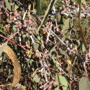 Eucalyptus nortonii at Googong, NSW - 18 Jun 2017