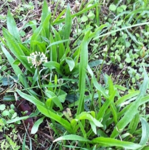 Plantago lanceolata at Garran, ACT - 18 Jun 2017 12:00 AM