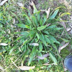 Plantago lanceolata at Garran, ACT - 18 Jun 2017