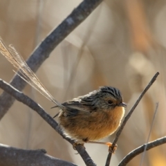 Stipiturus malachurus (Southern Emuwren) at Pambula, NSW - 18 Jun 2017 by Leo