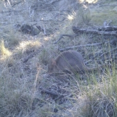 Bettongia gaimardi (Southern Bettong) at Gungahlin, ACT - 18 Jun 2017 by jmhatley