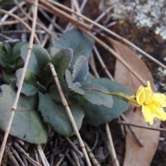 Goodenia hederacea (Ivy Goodenia) at Hackett, ACT - 17 Jun 2017 by Qwerty