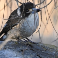 Cracticus torquatus (Grey Butcherbird) at Mount Majura - 17 Jun 2017 by Qwerty